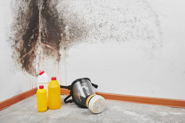Best Crawl Space Mold Removal  in Horatio, AR