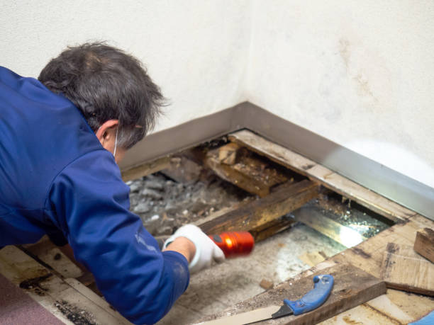 Best Certified Mold Removal  in Horatio, AR