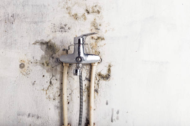 Certified Mold Removal in Horatio, AR