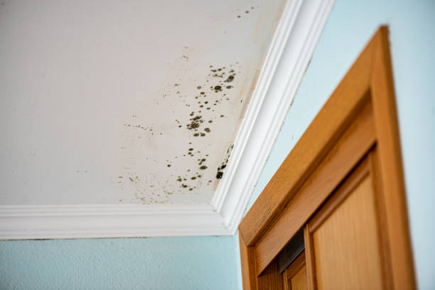 Mold Testing and Removal in Horatio, AR