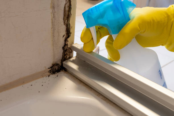 Best Mold Removal and Inspection  in Horatio, AR