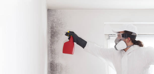 Office Mold Removal Services in Horatio, AR