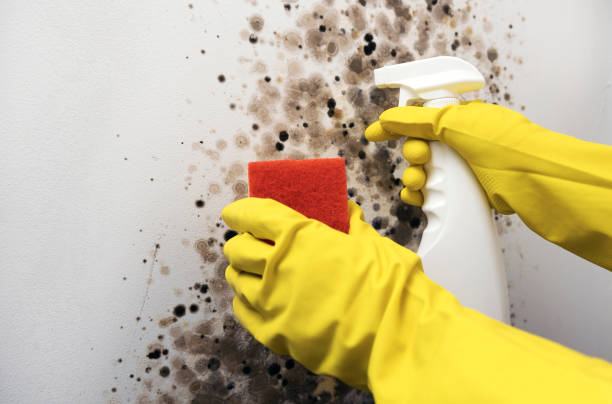 Crawl Space Mold Removal in Horatio, AR