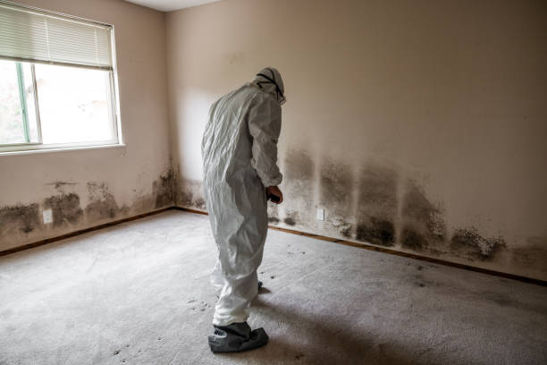 Best Mold Remediation Services  in Horatio, AR