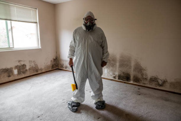 Best Attic Mold Removal  in Horatio, AR