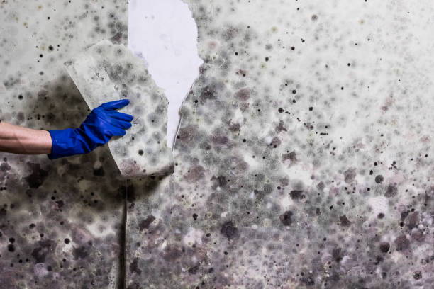 Best Professional Mold Removal  in Horatio, AR