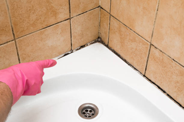 Best Certified Mold Removal  in Horatio, AR