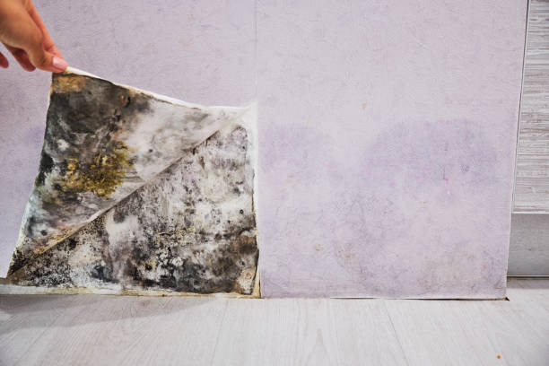 Best Local Mold Removal Service  in Horatio, AR